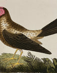 1789 Bald Grakle Shaw & Nodder Hand Colored Copperplate Engraving