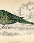 1836 Ground Parrot Hand-Colored Steel Engraving Jardine Lizars - Parrots