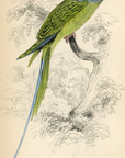 1836 Malacca Ring Parakeet Hand-Colored Engraving Jardine Lizars - Parrots