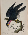 1789 Purple-Throated Falcon Shaw & Nodder Hand Colored Copper Engraving