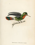 1833 Tufted-Necked Hummingbird Hand-Colored Steel Engraving Jardine Lizars