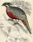 1834 Pucras Pheasant Hand-Colored Steel Engraving Jardine Lizars