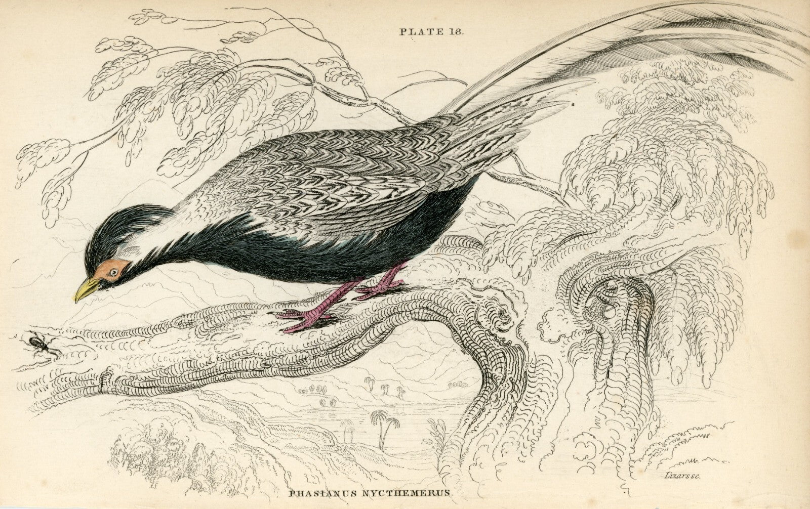 1834 The Silver Pheasant Hand-Colored Steel Engraving Jardine Lizars