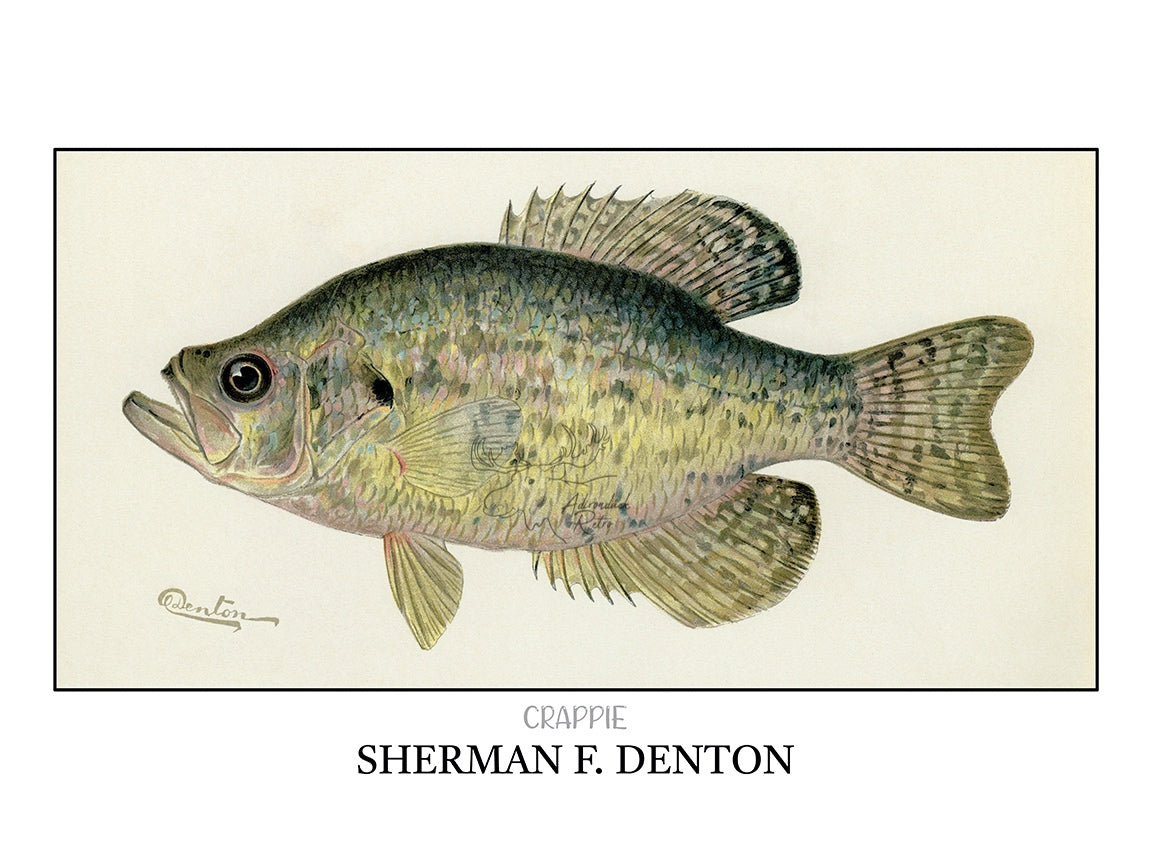 a drawing of a fish with its mouth open