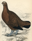 1834 Red Grouse Hand-Colored Engraving Jardine Lizars - Game Birds
