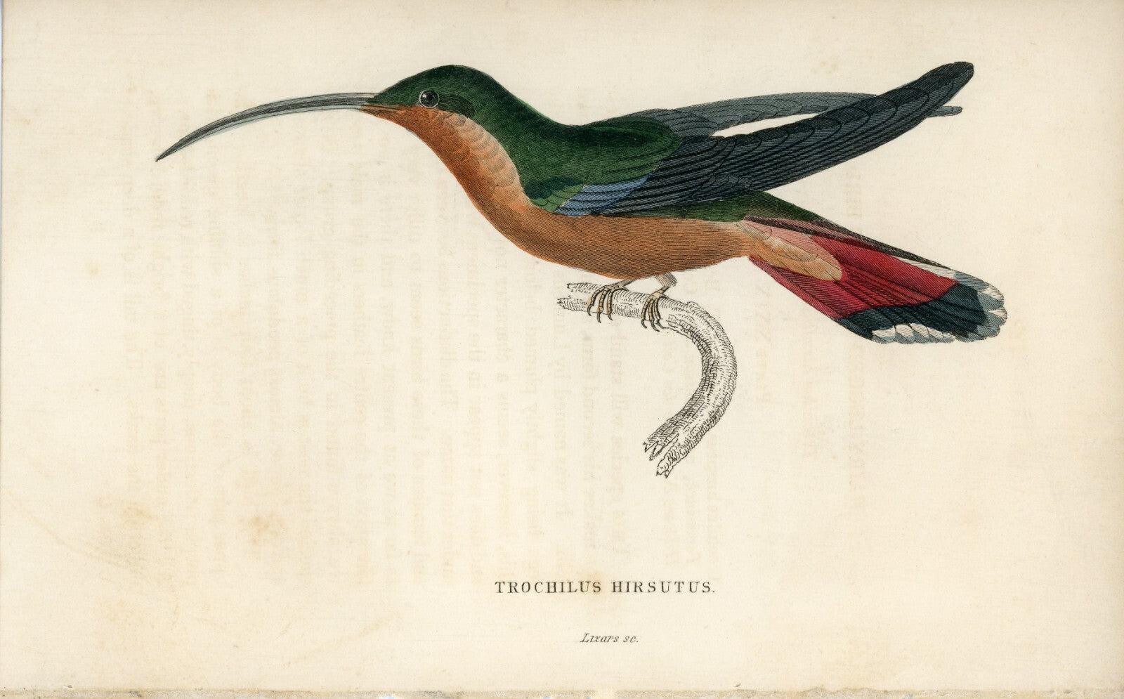 1833 Hairy-Legged Hummingbird Hand-Colored Engraving Jardine Lizars
