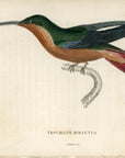 1833 Hairy-Legged Hummingbird Hand-Colored Engraving Jardine Lizars