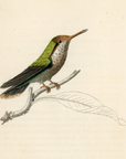 1833 Magnificent Hummingbird Hand-Colored Steel Engraving Jardine Lizars