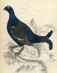1834 Black Grouse (Male) Hand-Colored Engraving Jardine Lizars - Game Birds
