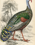 1834 The Ocellated Turkey Hand-Colored Steel Engraving Jardine Lizars