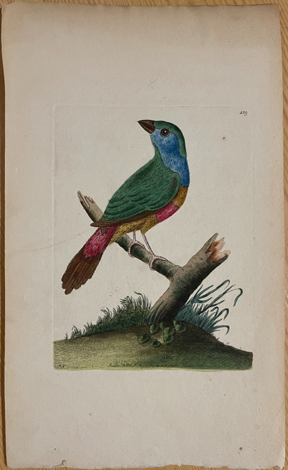 1789 Variegated Emberiza Shaw & Nodder Hand Colored Copper Engraving