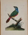 1789 Variegated Emberiza Shaw & Nodder Hand Colored Copper Engraving