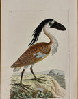 1789 Boat-Bill Shaw & Nodder Hand Colored Copperplate Engraving