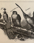 1892 Falconry Antique Wood Engraving Sparrowhawk Hobby Birding Birdwatching