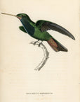 1833 Sapphire-Throated Hummingbird Hand-Colored Steel Engraving Jardine Lizars