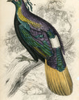 1834 Impeyan Lophophorus (Male) Hand-Colored Steel Engraving Jardine Lizars