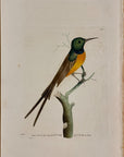 1789 Saffron Creeper Shaw & Nodder Hand Colored Copper Engraving