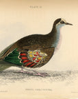 1835 Bronze-Winged Ground Dove Hand-Colored Engraving Jardine Lizars - Pigeons