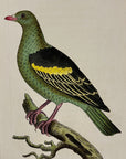 1789 Aromatic Pigeon Shaw & Nodder Hand Colored Copperplate Engraving