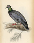 1835 Wood Pigeon Hand-Colored Engraving Jardine Lizars - Pigeons