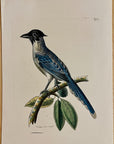 1789 Cyanean Crow Shaw & Nodder Hand Colored Copperplate Engraving