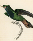 1833 Sapphire-Throated Hummingbird Hand-Colored Steel Engraving Jardine Lizars