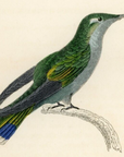 1833 Delaland's Hummingbird Hand-Colored Engraving Jardine Lizars
