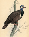 1835 Blue-Headed Ground Pigeon Hand-Colored Engraving Jardine Lizars - Pigeons