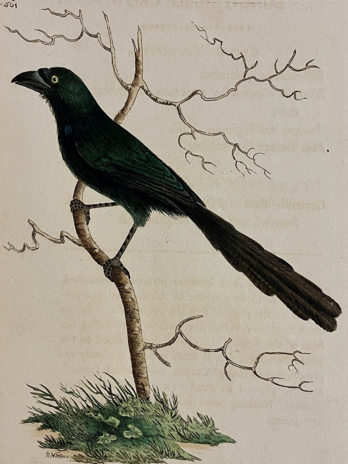 1789 Long-Tailed Crow Shaw & Nodder Hand Colored Copperplate Engraving