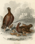 1834 Red Grouse Hand-Colored Frontispiece Jardine Lizars Ornithilogy Vol. IV