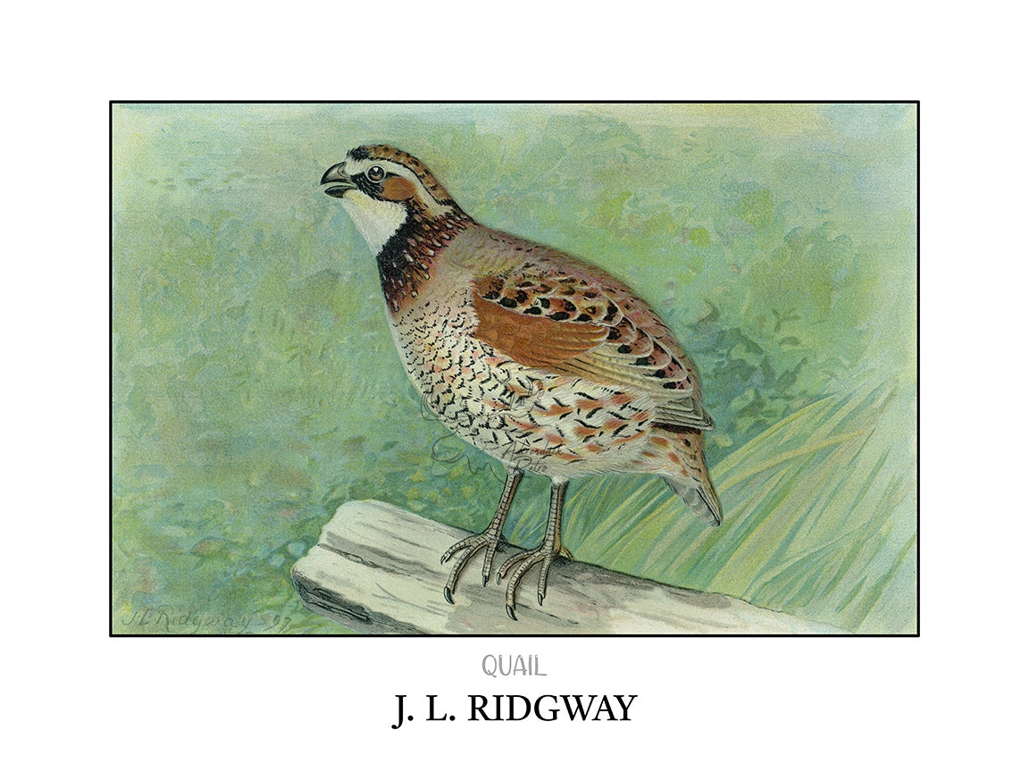 a drawing of a bird sitting on a log