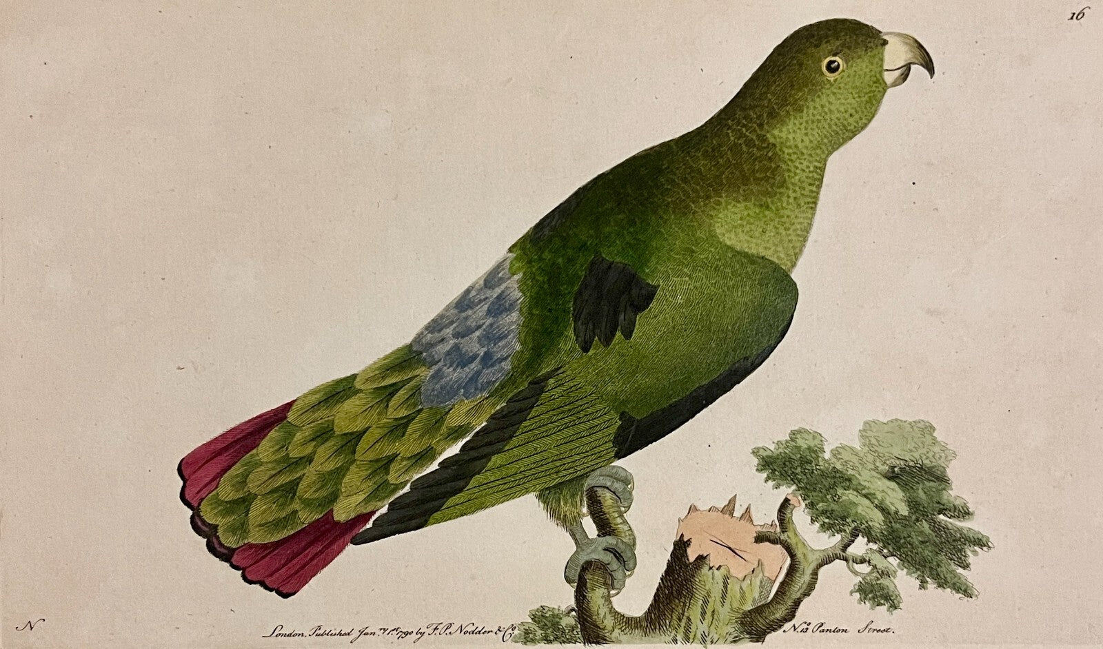 1789 Purple-Tailed Parrakeet (Parakeet) Shaw & Nodder Hand Colored Engraving