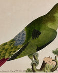 1789 Purple-Tailed Parrakeet (Parakeet) Shaw & Nodder Hand Colored Engraving