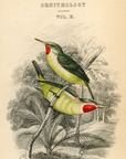 1838 Green Tody Hand Colored Engraving Frontispiece Jardine Lizars Vol. X