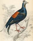 1834 The Macartney Cock (Male) Hand-Colored Steel Engraving Jardine Lizars