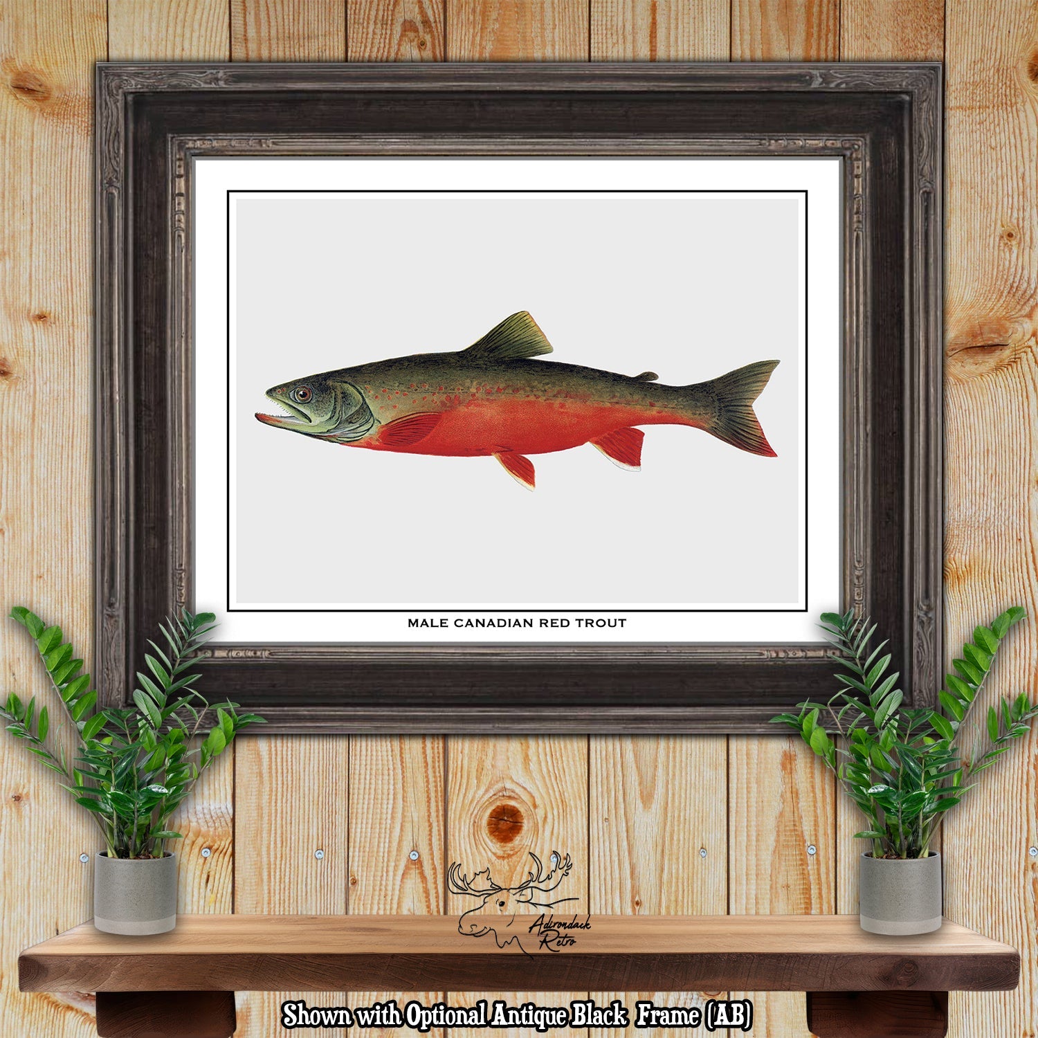 a picture of a fish hanging on a wall