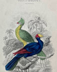 1837 Senegal Touraco & Violet Plantain Eater HC Frontispiece Jardine Lizars V7
