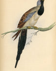 1835 Cape Turtle Dove Hand-Colored Engraving Jardine Lizars - Pigeons