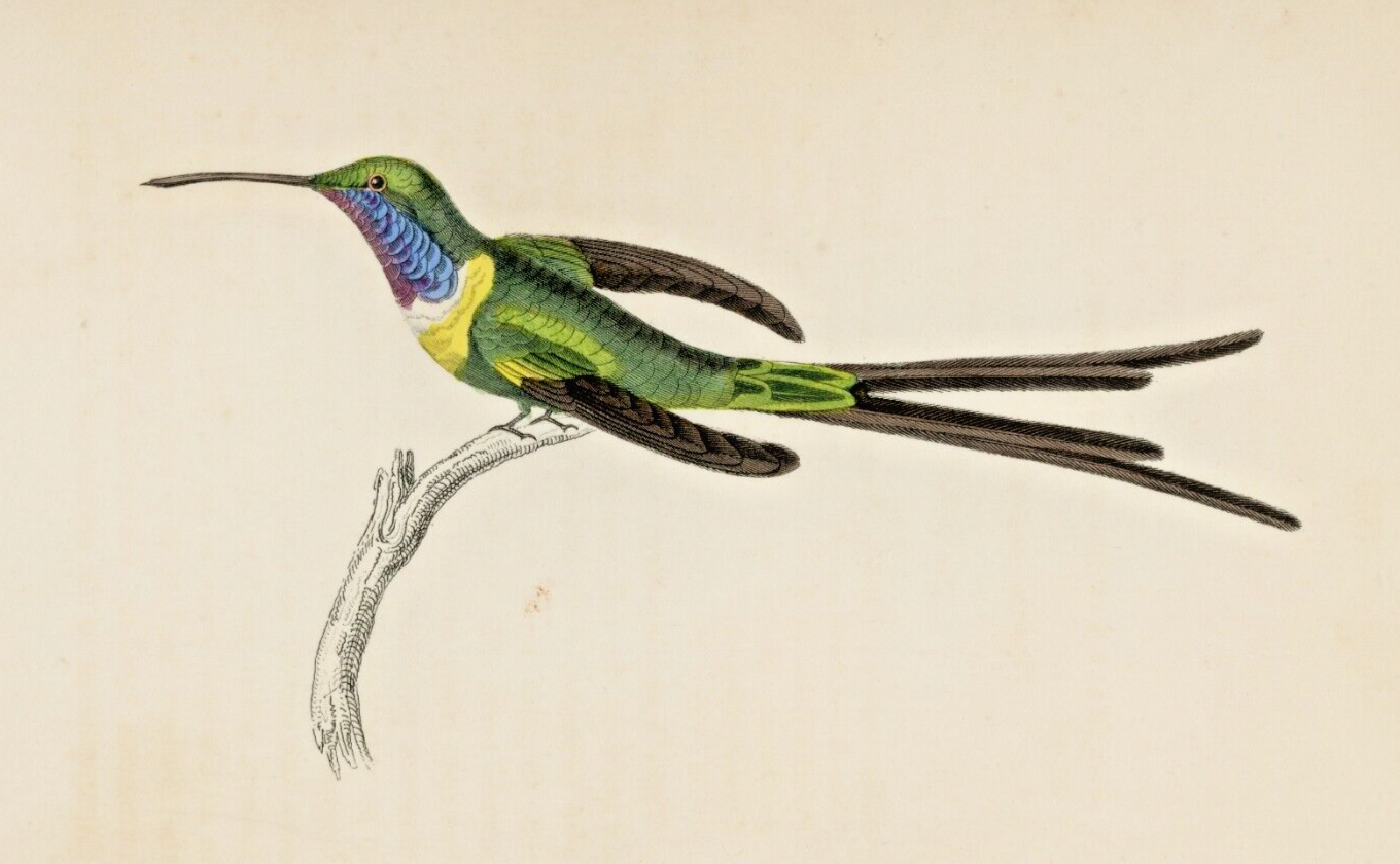 1833 Half-Tailed Hummingbird Hand-Colored Steel Engraving Jardine Lizars