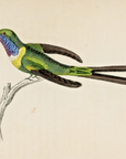 1833 Half-Tailed Hummingbird Hand-Colored Steel Engraving Jardine Lizars