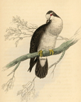 1835 Tambourine Ground Dove Hand-Colored Engraving Jardine Lizars - Pigeons