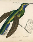 1833 Blue-Throared Sabre-Wing Hummingbird Hand-Colored Engraving Jardine Lizars
