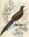 1834 Long-Tailed Polyplectron Hand-Colored Steel Engraving Jardine Lizars