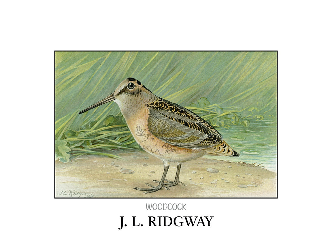 a drawing of a bird standing in the sand