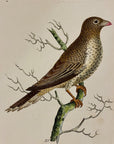 1789 African Buphaga Shaw & Nodder Hand Colored Copperplate Engraving