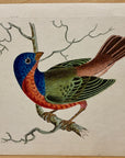 1789 Painted Emberiza Shaw & Nodder Hand Colored Copperplate Engraving