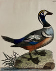 1789 Harlequin Duck Shaw & Nodder Hand Colored Copperplate Engraving