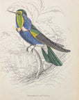 1833 Natterer's Hummingbird Hand-Colored Steel Engraving Jardine Lizars Plate 14