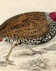 1834 Francolinus Partridge Hand-Colored Engraving Jardine Lizars - Game Birds