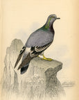 1835 Bisset or Wild Rock Pigeon Hand-Colored Engraving Jardine Lizars - Pigeons